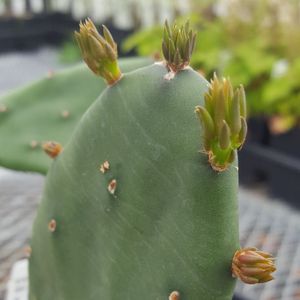Opuntia humifusa (prickly pear cactus)