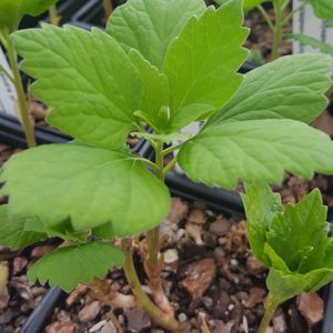 Pachysandra procumbens (Allegheny spurge)