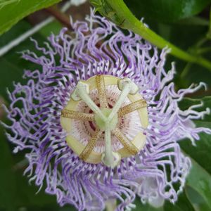 Passiflora incarnata (purple passionflower)