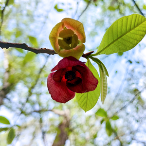 Foraging Connections – May 30, 2026
