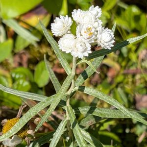 Anaphalis margaritaceae (pearly everlasting)