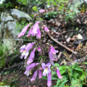 Penstemon hirsutus (hairy beardtongue)