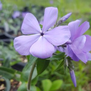 Phlox divaricata 'Blue Moon' (woodland phlox)