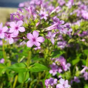 Phlox paniculata 'Jeana' (garden phlox)