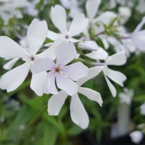 Phlox divaricata 'May Breeze' (woodland phlox)