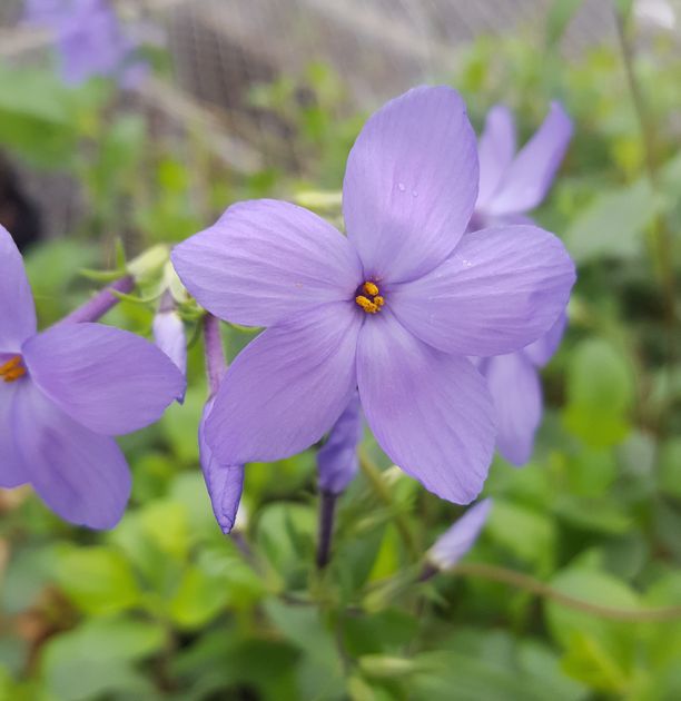 Phlox stolonifera 'Sherwood Purple' (creeping phlox)