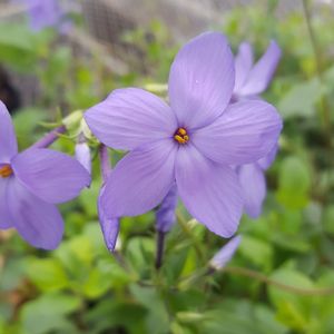 Phlox stolonifera 'Sherwood Purple' (creeping phlox)