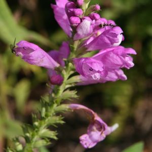Physostegia virginiana 'Vivid' (obedient plant)