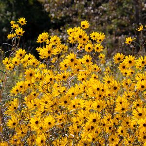 Pride Nature Walk – April 4, 2026