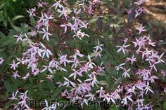 Gillenia trifoliata (Porteranthus trifoliatus) 'Pink Profusion' (Bowman's root)