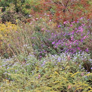 Pride Nature Walk