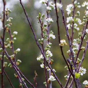 Prunus maritima (beach plum)