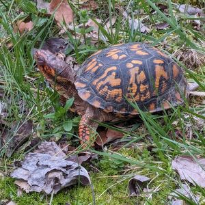 Biodiversity Walk - April 27
