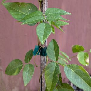 Apios americana (American ground nut)