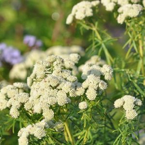 Pycnanthemum tenuifolium (narrowleaf mountain mint)