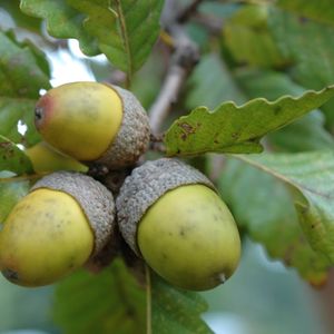 Quercus montana (prinus)  (chestnut oak)