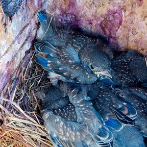 How Birds Raise Their Young – December 19, 2026