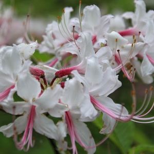 Rhododendron periclymenoides (pinxter azalea)