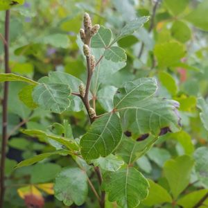Rhus aromatica 'Gro Low' (fragrant sumac)