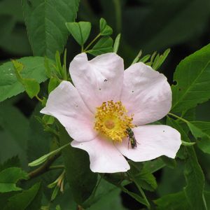 Rosa carolina (Carolina rose)
