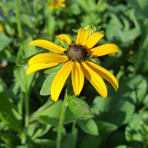 Rudbeckia fulgida var. deamii (black-eyed Susan)