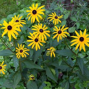 Rudbeckia fulgida 'Little Goldstar' (black-eyed Susan)