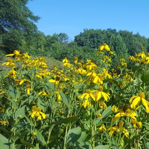 Rudbeckia laciniata (cutleaf coneflower)