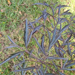Sambucus nigra 'Black Lace' (American black elderberry)