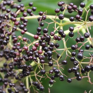 Sambucus nigra (American black elderberry)