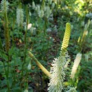 Sanguisorba canadensis (American/Canadian burnet)