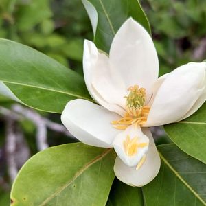 Magnolia virginiana (sweetbay magnolia)