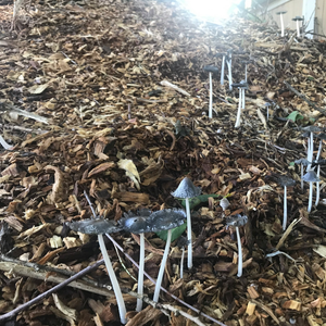 Composting 101 – May 22, 2026