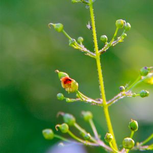 Scrophularia marilandica (figwort)
