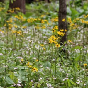 Packera aurea (Senecio aureus) (golden ragwort)