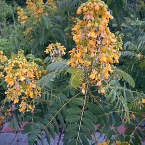 Senna hebecarpa (wild senna)