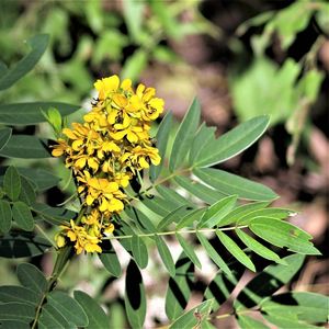 Senna marilandica (Maryland senna)