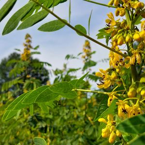 Biodiversity Walk – August 9, 2026