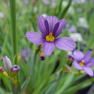 Sisyrinchium angustifolium 'Lucerne' (blue-eyed grass)