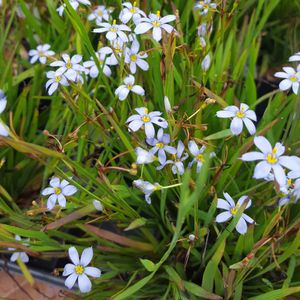 Sisyrinchium angustifolium 'Suwannee' (blue-eyed grass)