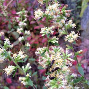 Solidago bicolor (white goldenrod)