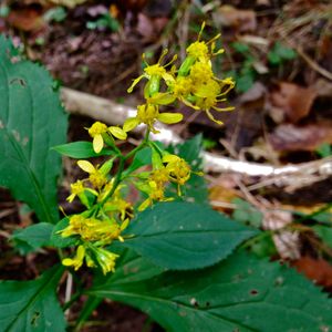 Solidago flexicaulis (zigzag goldenrod)