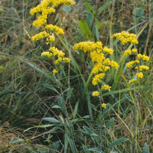Solidago nemoralis (gray goldenrod)