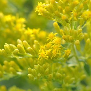 Solidago sempervirens (seaside goldenrod)