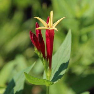 Spigelia marilandica (Indian pink)