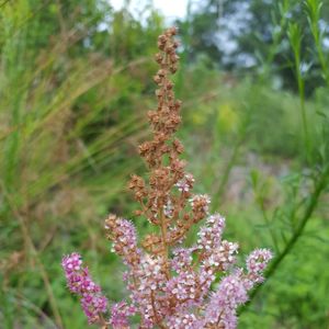 Spiraea tomentosa (steeplebush)