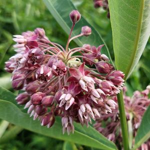 Supporter Membership