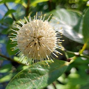 Sustainer Membership