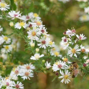 Aster lateriflorus (calico aster)