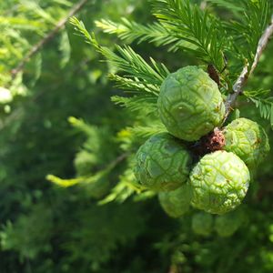 Taxodium distichum (bald cypress)
