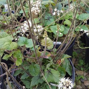 Tiarella cordifolia 'Brandywine' (foamflower)